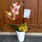 Jadi, jika Anda mencari bunga anggrek terbaik di Bandung, Toko Bunga Anggrek Bandung adalah pilihan yang tepat untuk Anda.